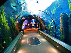 Image of AQUARIUM OF THE PACIFIC